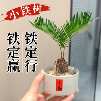铁树盆栽双叶幸运草室内客厅植物小摆件盆景禅意桌面绿植苏铁懒人