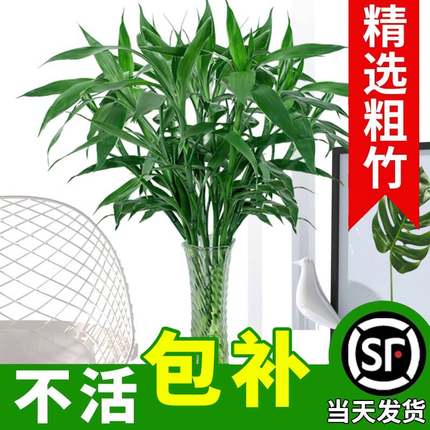 富贵竹水培植物粗杆发财树带根客厅水养绿植转运竹子室内净化空气