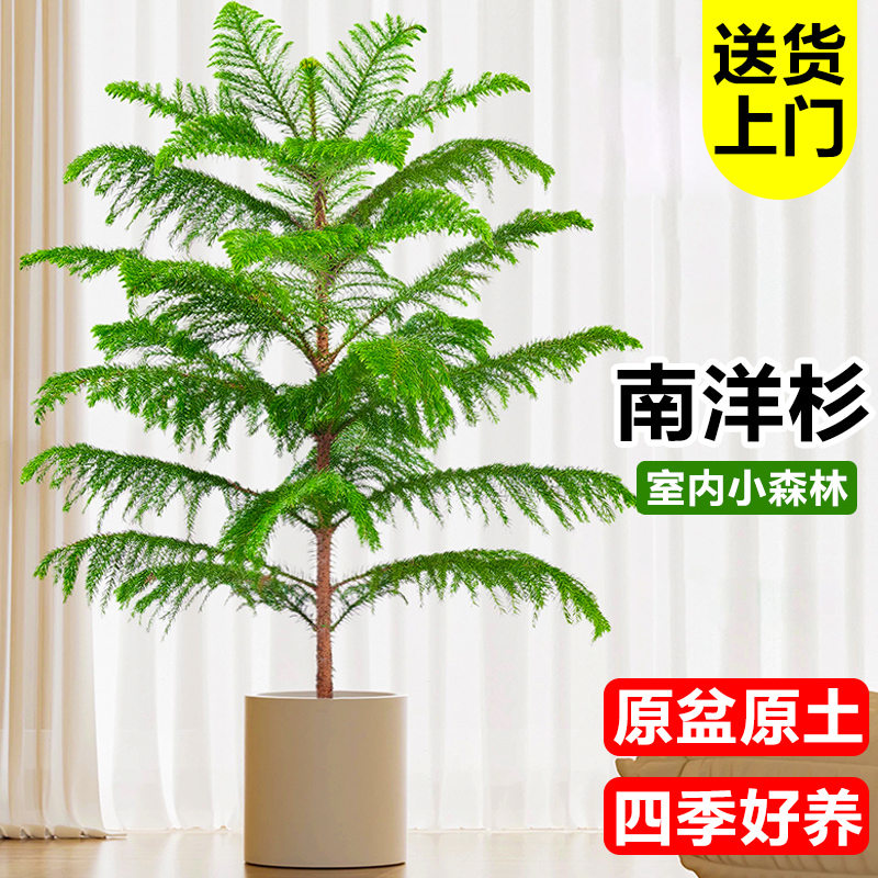 南洋杉盆栽南洋松树苗圣诞树真树盆景客厅办公室大型绿植四季常青