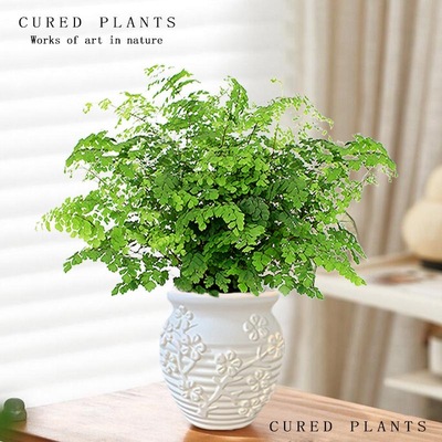 水培植物铁线蕨盆栽吉姆蕨阳台办公室内桌面好养绿植四季常青花卉