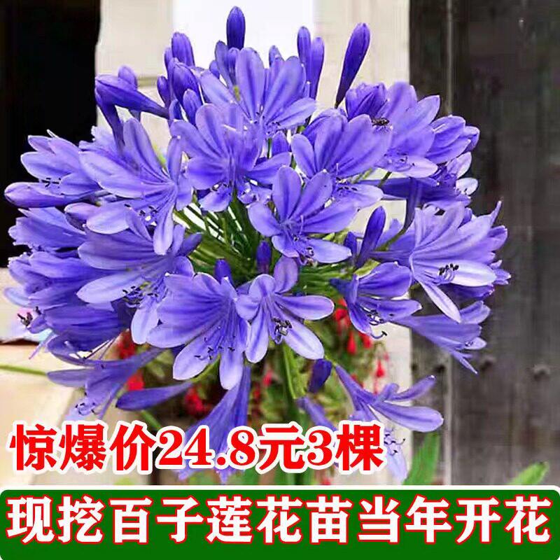 百子莲根茎花苗花卉植物多季种植耐寒庭院地栽阳台盆栽多年生种球