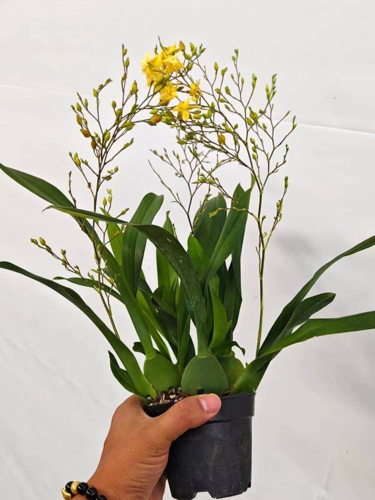 文心花莹淡香四季好养