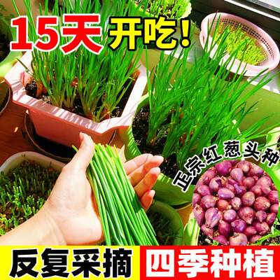 四季小香葱种头四季好养