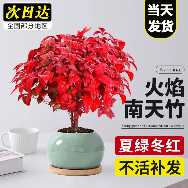 火焰南天竹盆栽观叶小盆景