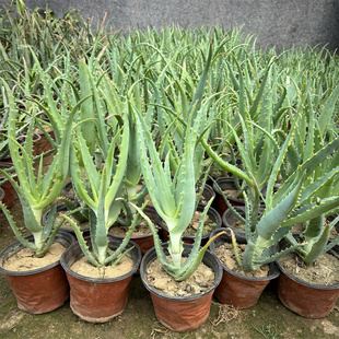 木立芦荟盆栽 龙爪菊芦荟盆栽龙爪芦荟食用药用木剑芦荟花苗包邮
