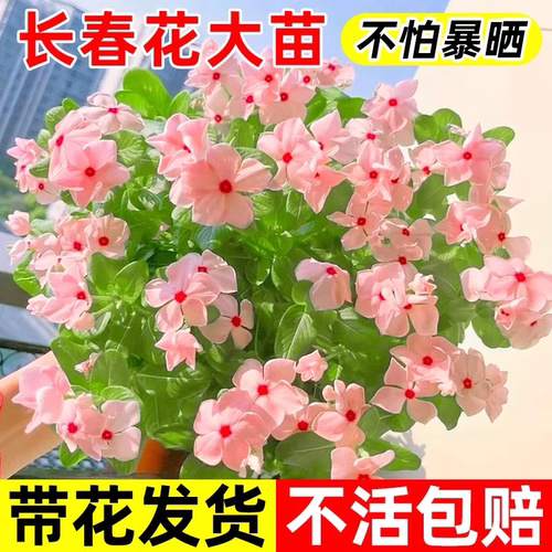 长春花花苗四季开花盆栽带花苞植物适合庭院室内阳台夏天耐热花卉