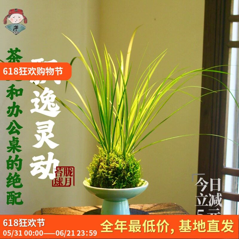 胧月菖蒲苔玉球水培桌面绿植