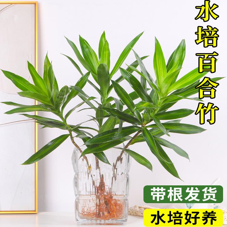 百合竹盆栽水培植物富贵竹客厅办公室内桌面四季好养耐阴水养绿植