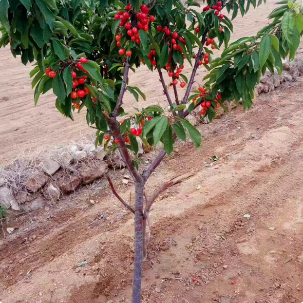新品嫁接特大车厘子矮化樱桃树苗南方北方盆栽地栽种植当年结果