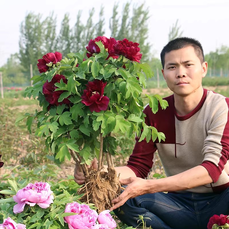 牡丹花苗盆栽大苗洛阳正宗花种缠枝庭院大花王重瓣室内牡丹花树苗
