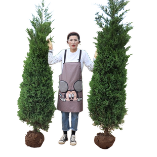 塔柏树苗柏树树苗侧柏树苗扁柏苗圆柏松树苗龙柏树苗陵园柏树松树