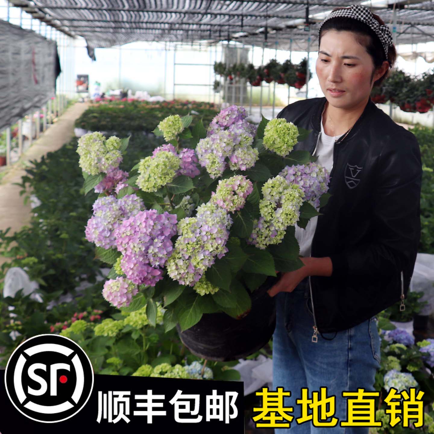 绣球花苗无尽夏大花绣球阳台盆栽庭院地栽四季好养的花卉植物