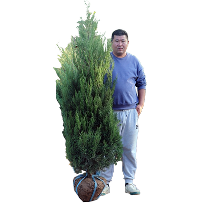 墓地松松树苗塔松塔柏桧柏