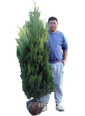 松柏塔柏带土球树苗林疏影