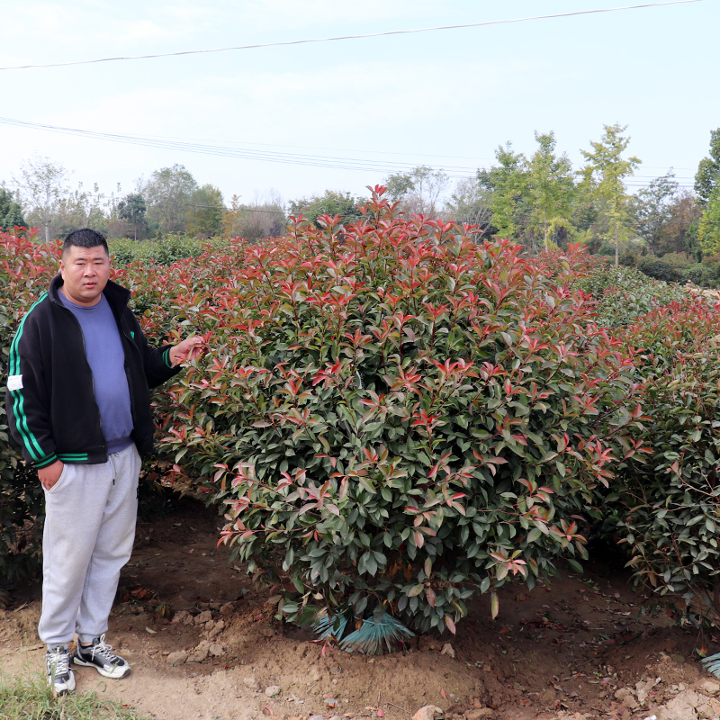 红叶石楠庭院绿化耐寒红叶苗木