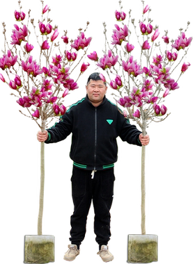 树苗浓香庭院玉兰花四季