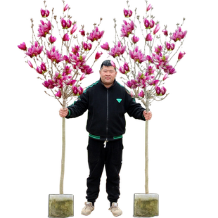 紫玉兰花树苗 庭院浓香型白玉兰红玉兰二乔玉兰多季节开花好养活