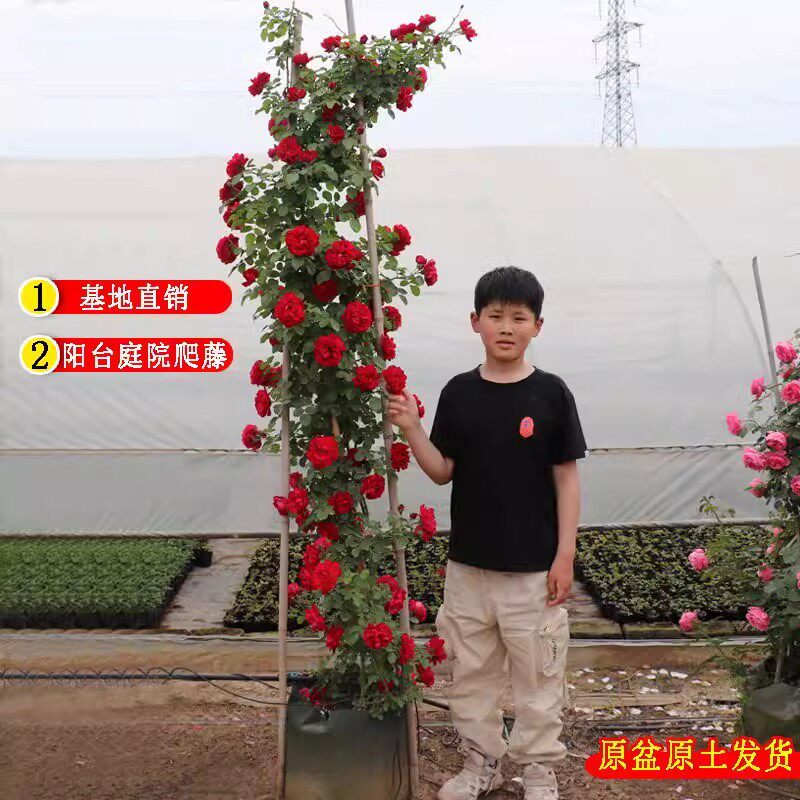 藤本月季花苗多季节开花爬藤四季