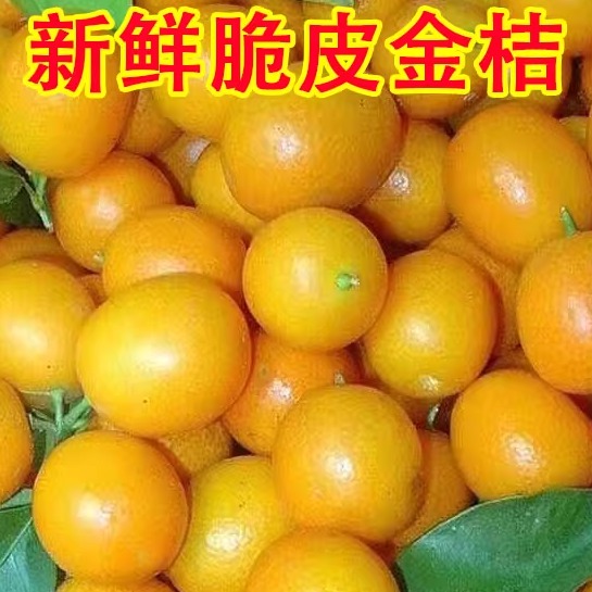 广西桂林脆皮金桔新鲜水果