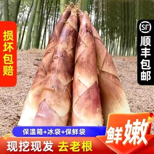 新鲜现挖临安天目山春笋5斤装正宗大竹笋雷笋东冬笋小笋冬笋