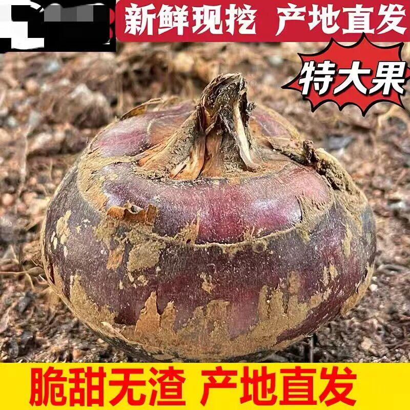 湖北新鲜马蹄荸荠5斤时令水果蔬菜现挖去皮饽荠脆甜多汁湿蒜
