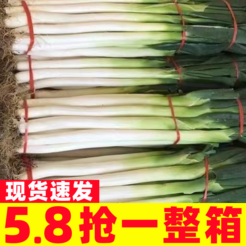 山东章丘大葱新鲜甜葱正宗
