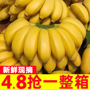 广西正宗小米蕉10斤新鲜香蕉芭蕉水果香焦自然熟苹果蕉粉蕉甜
