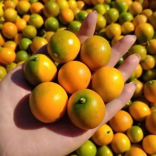 广西融安小金桔5斤蜜柑橘子新鲜时令水果应当季柠檬香青5