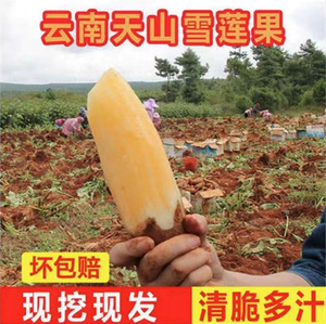 云南天山雪莲果新鲜10斤红心一级孕妇水果当季现挖黄心整箱雪连果