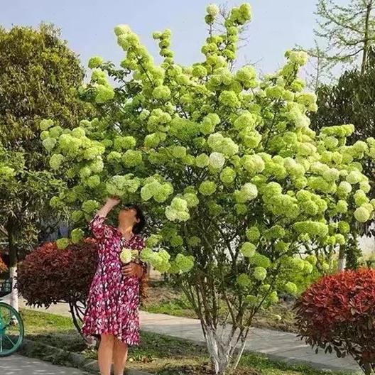 庭院别墅木本绣球树苗中华木绣球花苗地栽麻球苗大花斗球盆栽花卉