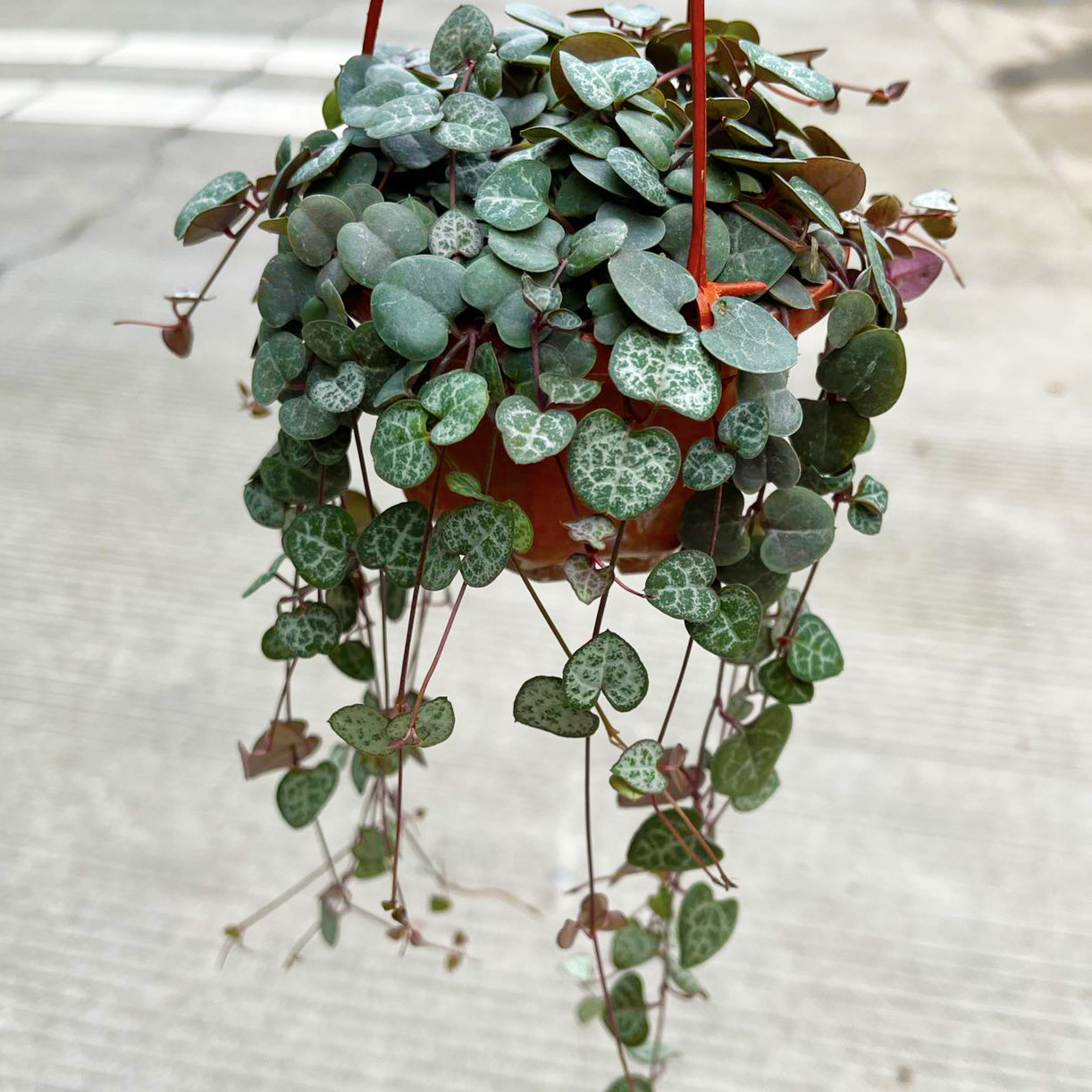 爱之蔓一寸心 垂吊挂室外阳台 心蔓 吊金钱 爱心的蜡花迷你小盆栽