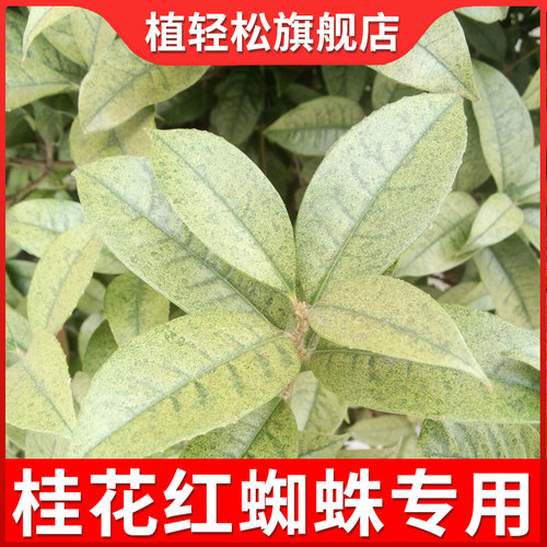桂花树红蜘蛛杀虫剂花药