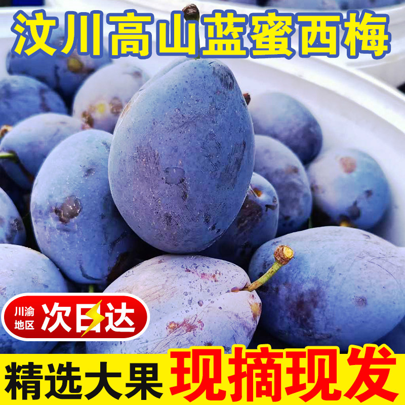 正宗阿坝汶川西梅新鲜水果现摘自然熟孕妇应季蓝蜜西梅李整箱包邮