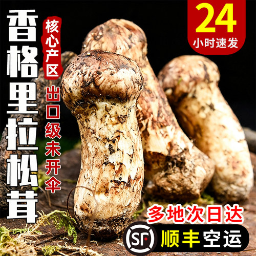 【官方推荐】香格里拉新鲜松茸