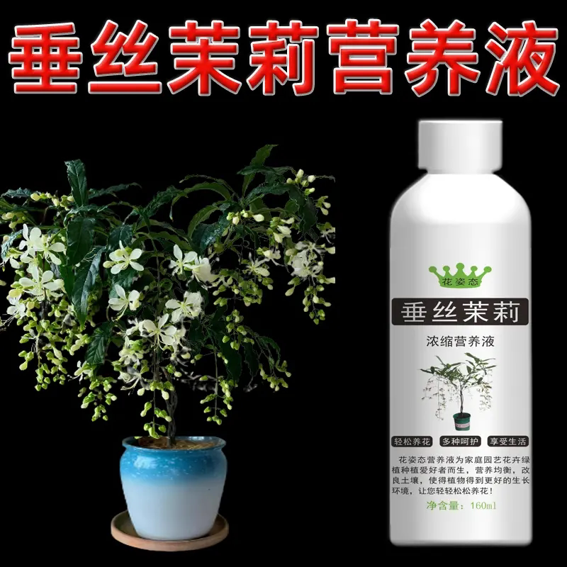 花姿态垂丝茉莉专用营养液叶子垂头催花专用肥叶子叶尖干黄促花