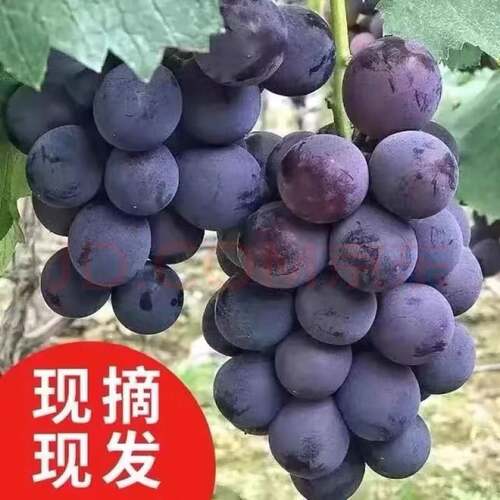 现摘整串巨峰葡萄辽宁新鲜辽峰水果整箱当季大果孕妇顺丰