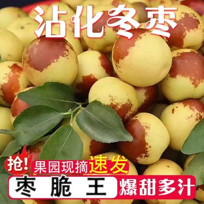 山东沾化果园冬枣正宗脆甜青枣新鲜水果脆甜红枣鲜枣现摘大枣脆枣