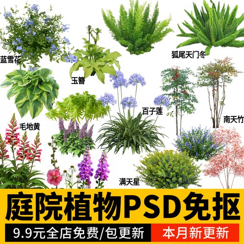 庭院植物灌木地被PS免扣图素材psd玉簪矾根天门冬南天竹蕨佛甲草