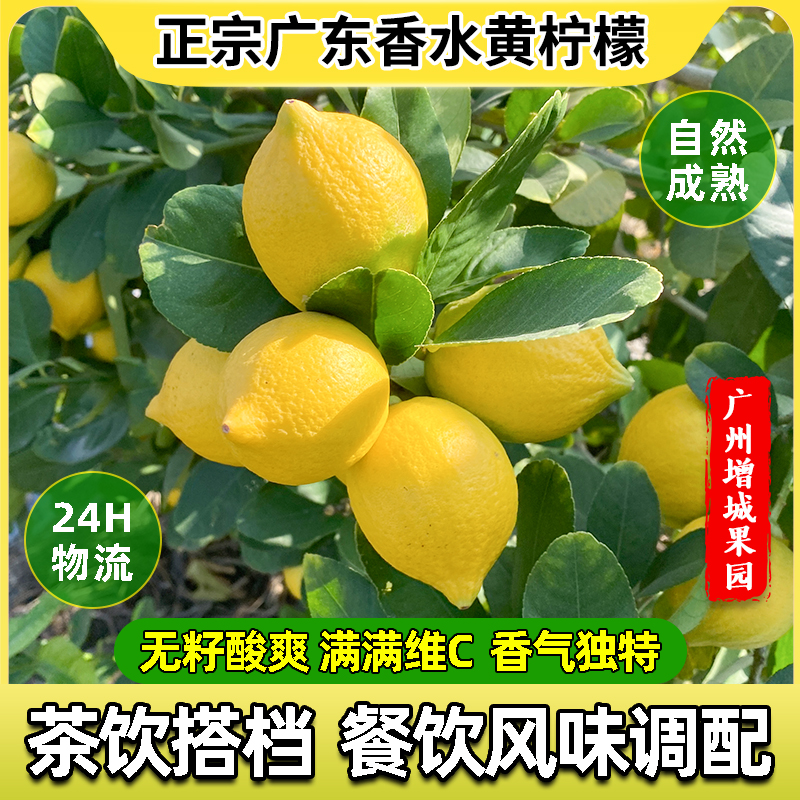 黄柠檬无籽新鲜广东香水黄柠檬新奇士奶茶店专用一级安水果岳柠檬