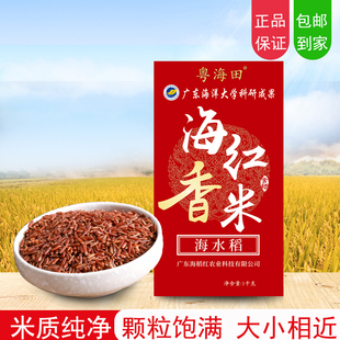 湛江特产海红香米广东海洋大学特产大米海红香米弹牙真空包装