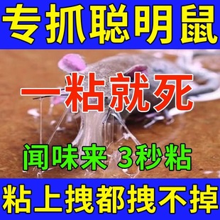 新款 日本捕鼠神器粘鼠板强力胶粘抓大老鼠家用厨房饭店抓加大室内