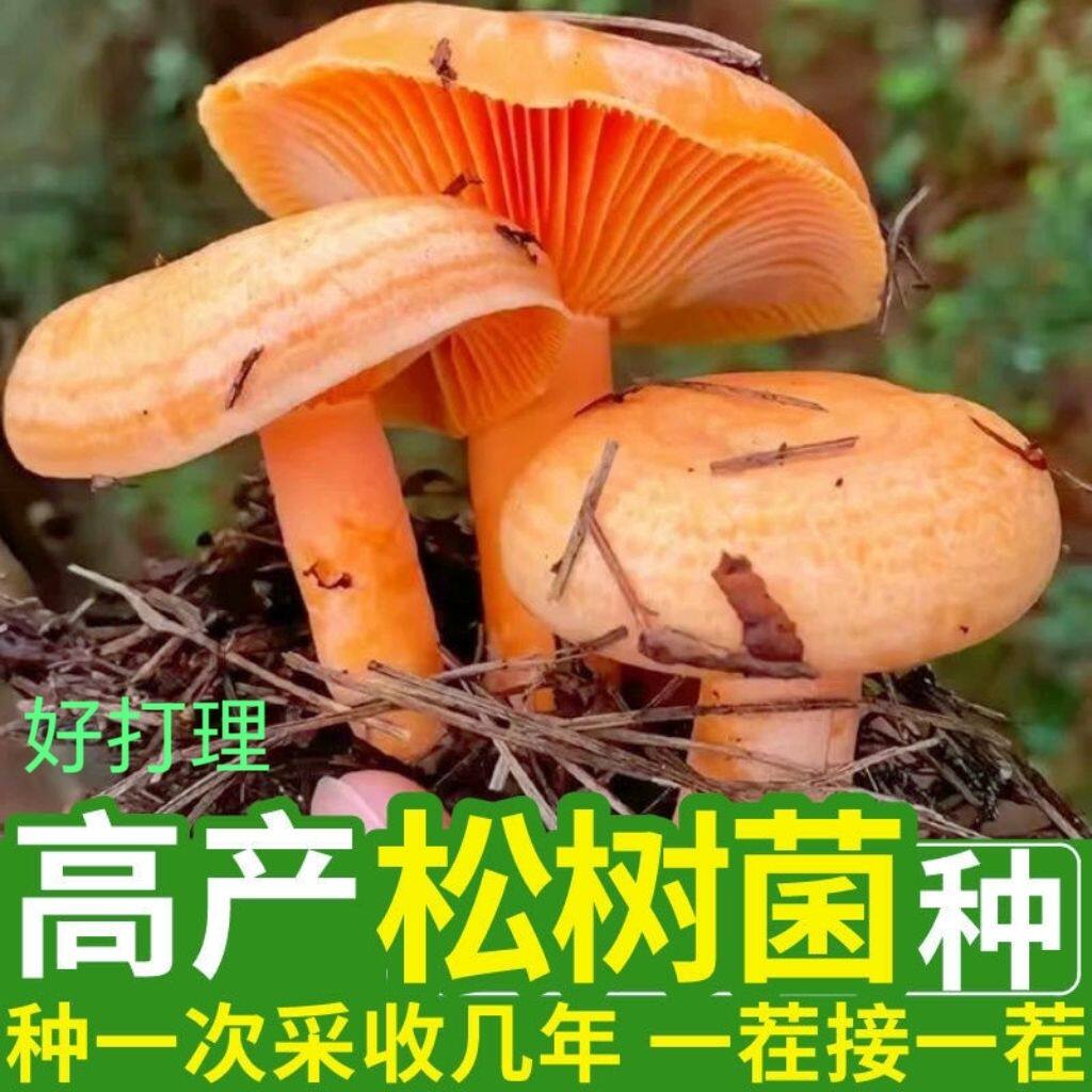 喷水就活,送种植说明