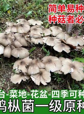 食用鸡枞菌菌种家种高产种菌伞把菇三塔菌鸡肉菌四季可种菌种