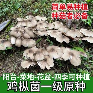 食用鸡枞菌菌种家种高产种菌伞把菇三塔菌鸡肉菌四季可种菌种
