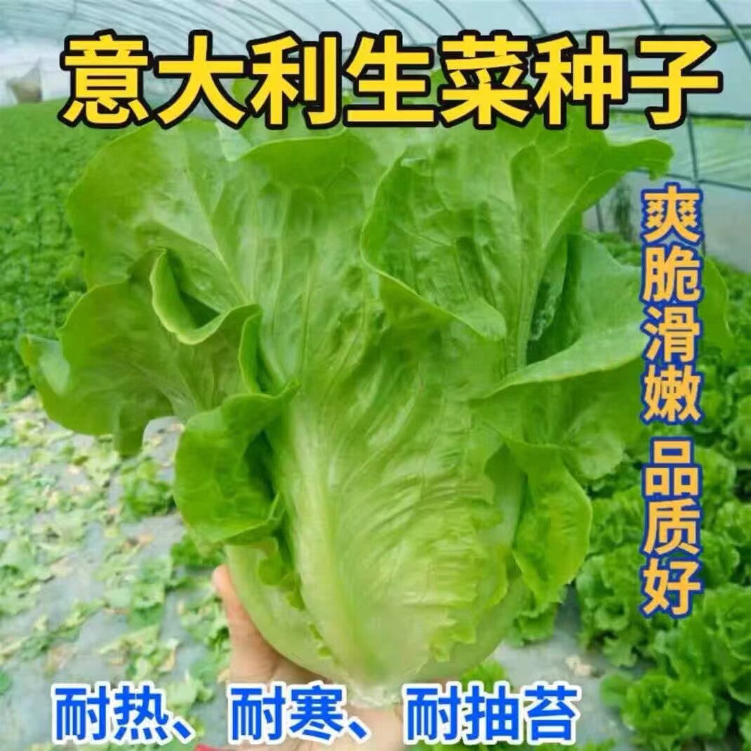 意大利生菜种子大全水培四季生菜种籽孑农家春夏秋冬季菜籽种南方