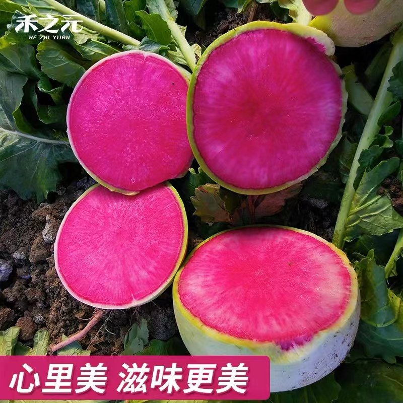 津科力丰四季心里美萝卜种子
