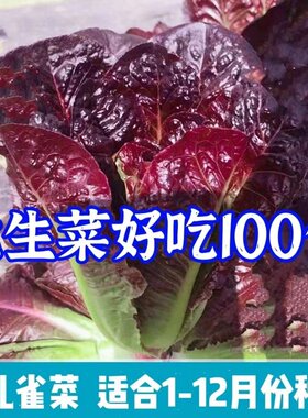 盈科四季紫生菜种子可生吃