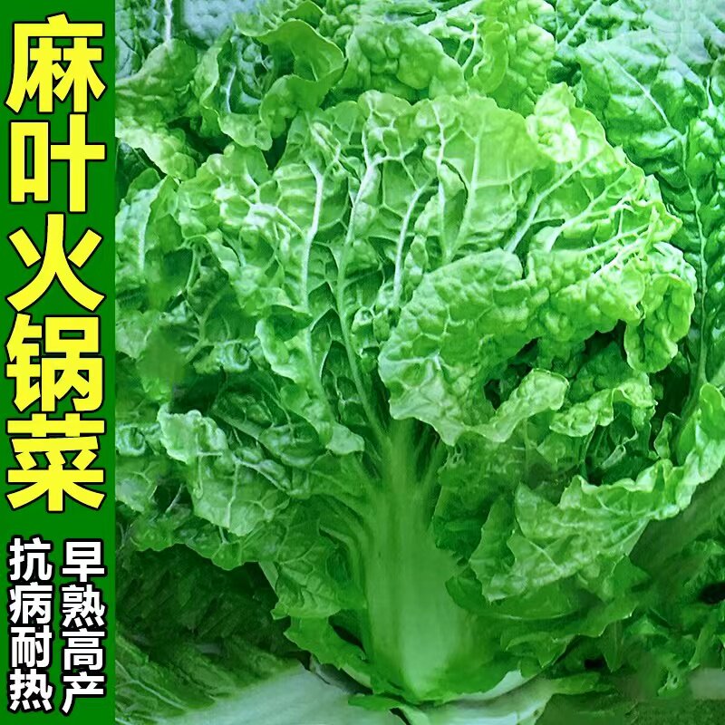 小农民种子四季火锅白菜种子好吃