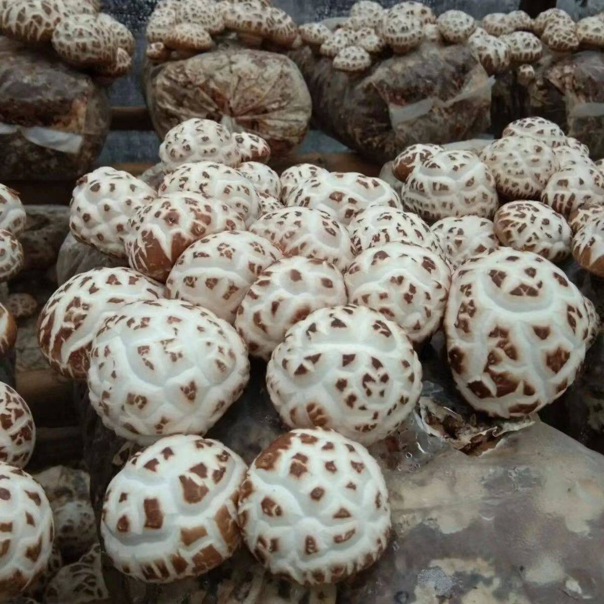 爆款花菇菌种土壤种植家庭种植蘑菇可食用四季种植菌种家种大香茹