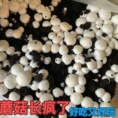 喷水就活，送种植说明